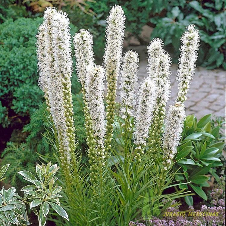 Liatris varpotasis ALBA | Juragių medelynas
