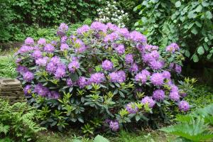 Rododendras CATAWBIENSE BOURSAULTS