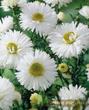 Astras virgininis WHITE LADIES - 1