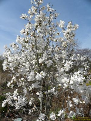 Magnolija lebnerio 'MERILL' - 1