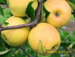 Obelis ANANASINIS (rudeninė)