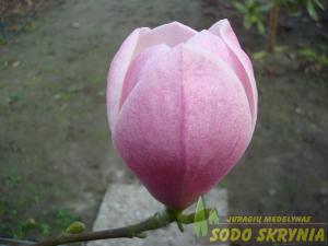 Magnolija COLUMNAR PINK