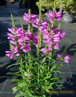 Pūstatauris virgininis VIVID - 1