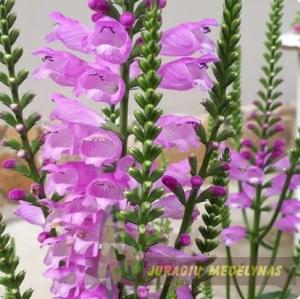 Pūstatauris virgininis VIVID - 6