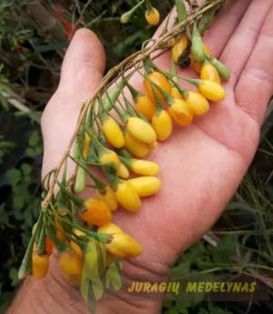 Ožerškis dygliuotasis (Goji uogos) AMBER SWEET GOJI - 2
