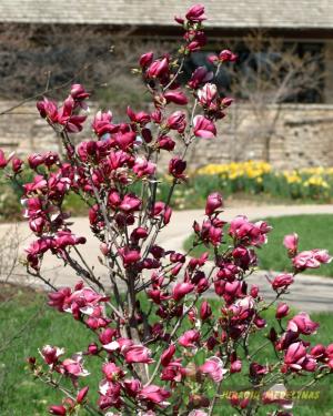 Magnolija MARCH TILL FROST - 1