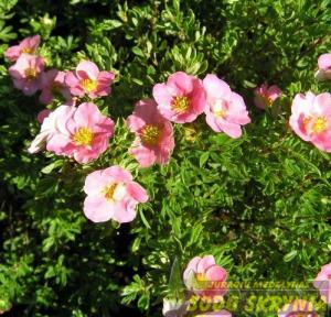Sidabrakrūmis LOVELY PINK - 1