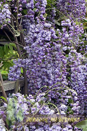 Visterija gausiažiedė VIOLACEA PLENA - 2