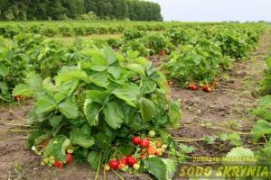 Braškės remontantinės SELVA (10 vnt. vazonėliuose) - Pakartotinis derlius - 4