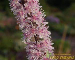 Juodžolė paprastoji PINK SPIKE - 2