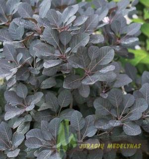 Pūkenis europinis WINECRAFT BLACK - 2