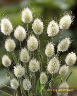 Kiaušininia lagūras BUNNY TAILS