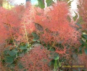 Pūkenis europinis CANDY FLOSS