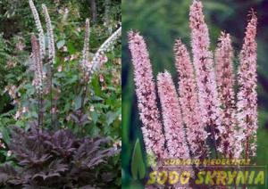 Juodžolė paprastoji PINK SPIKE - 1
