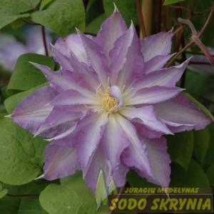 Raganė THYRISLUND - 2