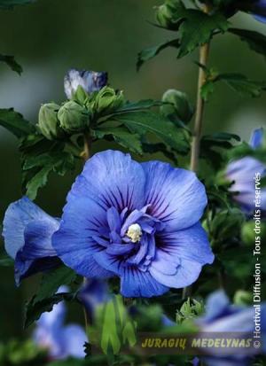 Sirinė kinrožė BEAUTFULL COBALT "Minsybfoble17" - 1