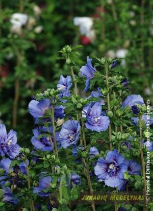 Sirinė kinrožė BEAUTFULL COBALT "Minsybfoble17" - 2
