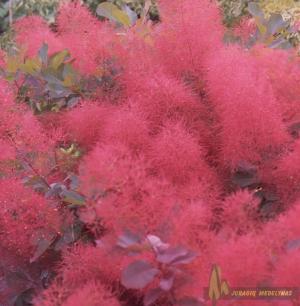 Pūkenis europinis RUBY GLOW