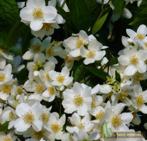 Jazminas DAME BLANCHE