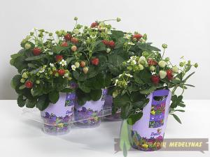 Braškė DELIZZ