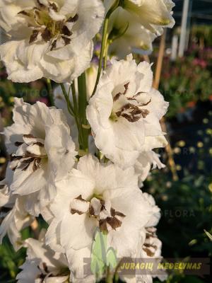 Pentinius SENTINEL GARDEN CREME