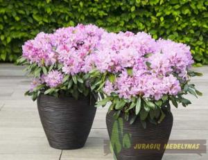 Rododendras INKARHO Dufthecke Rosa