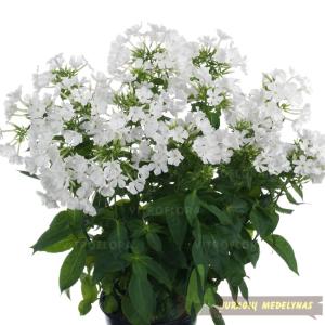 Flioksas šluotelinis EARLY WHITE
