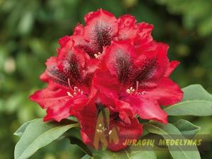 Rododendras Edith Hachmann