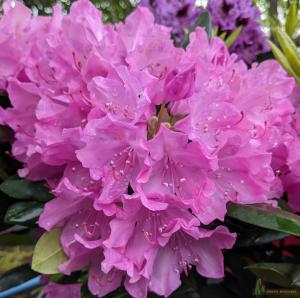 Rododendras INKARHO English Roseum "Easydendron" - 1