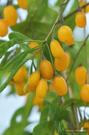 Ožerškis dygliuotasis (Goji uogos) AMBER SWEET GOJI - 1