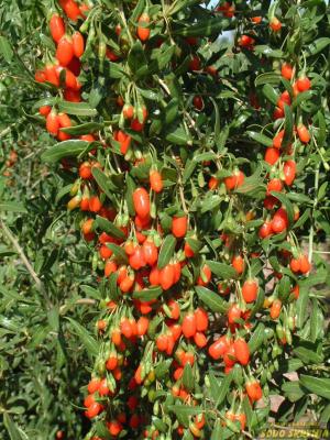 Ožerškis dygliuotasis (Goji uogos) BIG LIFEBERRY - 2
