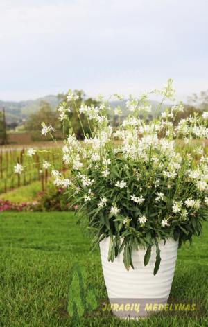 Gaura GRACEFUL WHITE - 1