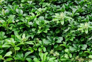 Pachisandra Green Sheen