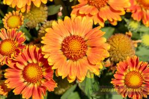 Gailiardija GUSTO ORANGE ZEST