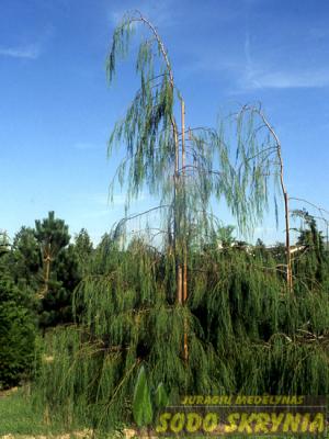 Puskiparisis lausono IMBRICATA PENDULA