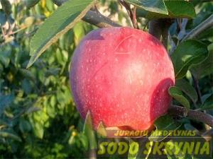 Obelis FLORINA (žieminė)