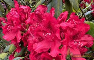 Rododendras KARL NAUE