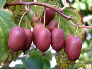 Aktinidija smailialapė HARDY RED (moteriška)