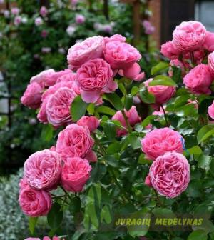 Rožė KOLNER FLORA