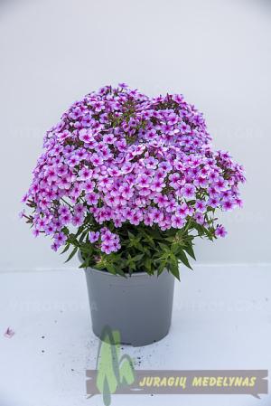 Flioksas šluotelinis EARLY LAVENDER POP