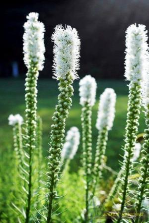 Liatris varpotasis ALBA - 2