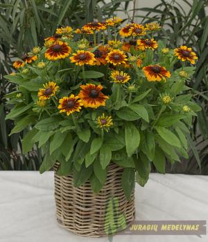 Rudbekija LITTLEBECKIA SUNRISE