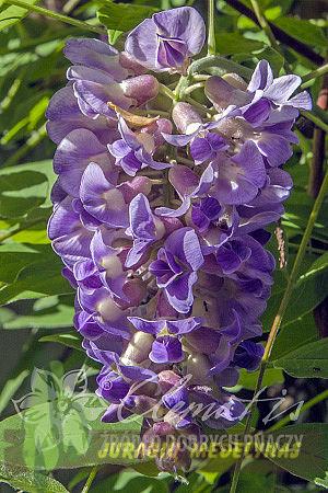 Visterija LONGWOOD PURPLE - 1