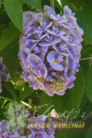 Visterija LONGWOOD PURPLE - 2