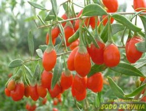 Ožerškis dygliuotasis (Goji uogos) BIG LIFEBERRY - 1