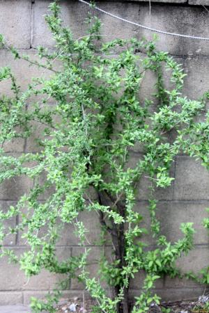 Ožerškis dygliuotasis (Goji uogos) BIG LIFEBERRY - 3