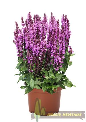 Šalavijas gojinis ROYAL MAGENTA
