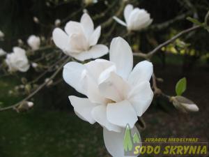 Magnolija lebnerio 'MERILL' - 2