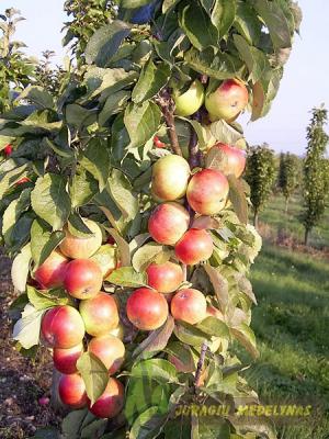 Obelis koloninė MANGO (vėlyva rudeninė)