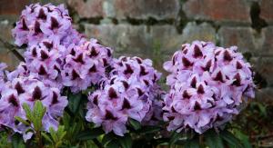 Rododendras METALLICA - 3
